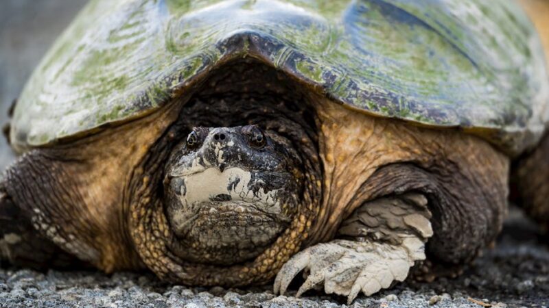 Cómo colaborar para la conservación de especies endémicas