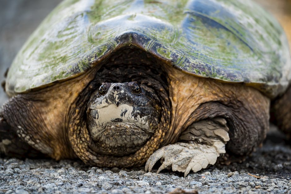 Cómo colaborar para la conservación de especies endémicas