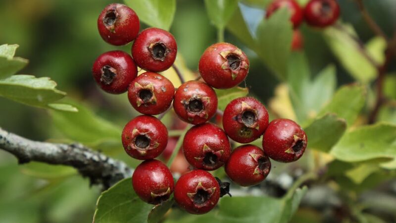 Cómo recuperar la flora intestinal dañada de forma natural