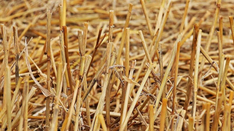 ¿Cuál es la clasificación de los recursos naturales?