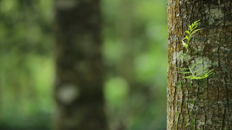 ¿De qué recursos naturales se obtiene el papel?
