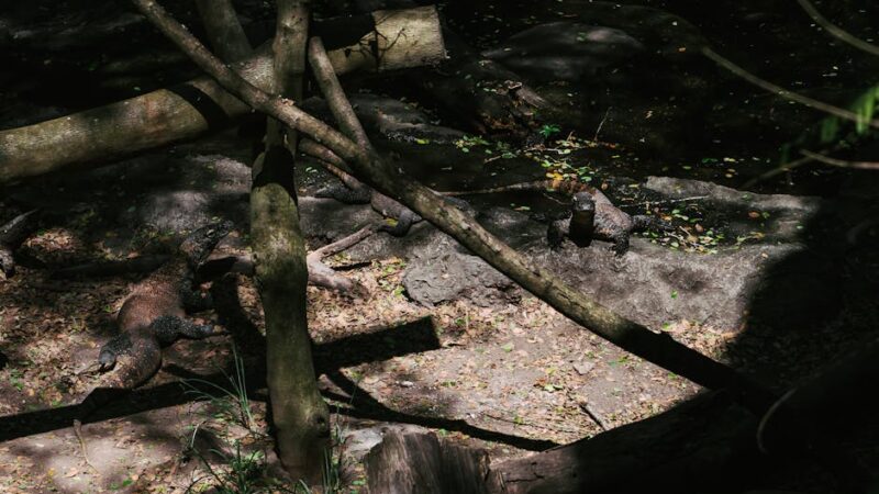 El Parque Nacional de Komodo