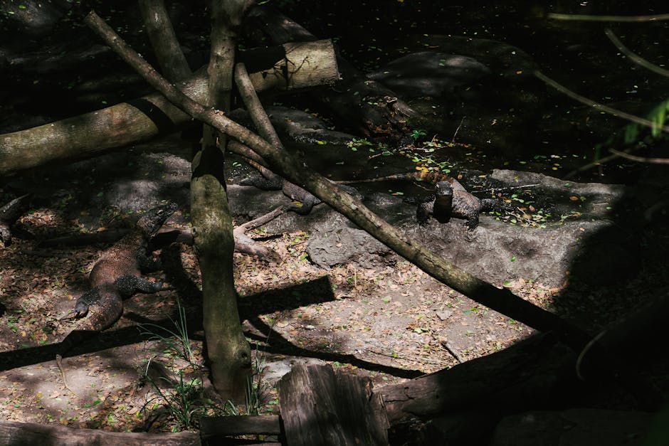 El Parque Nacional de Komodo