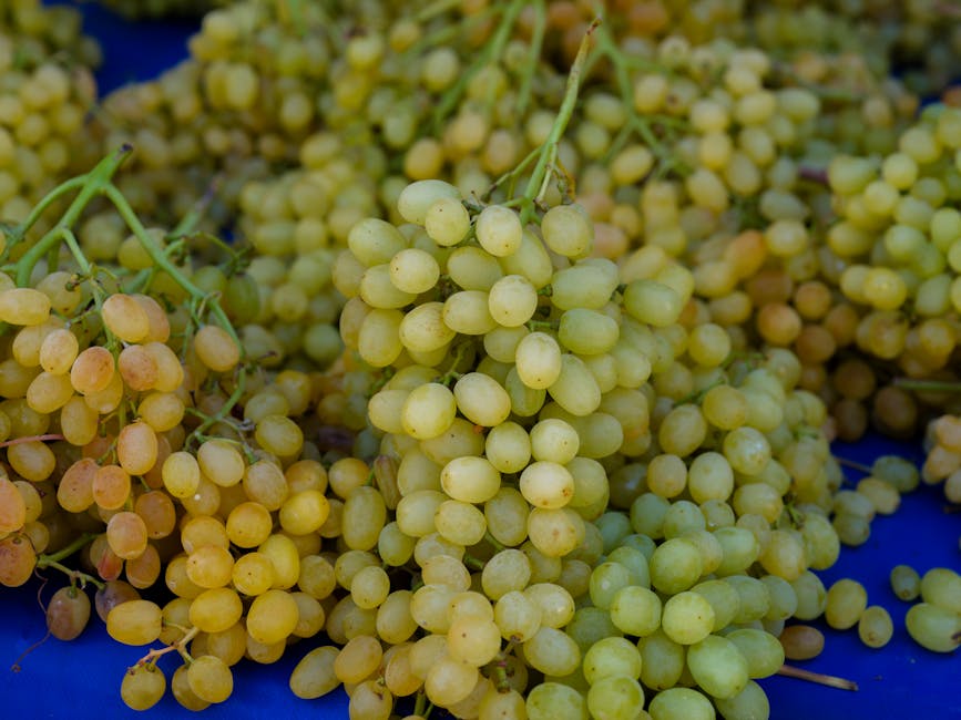 ¿Es malo el vino para el ácido úrico?