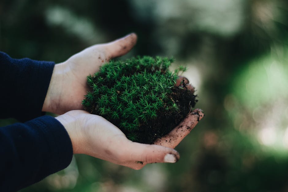 La importancia de conservar los ecosistemas