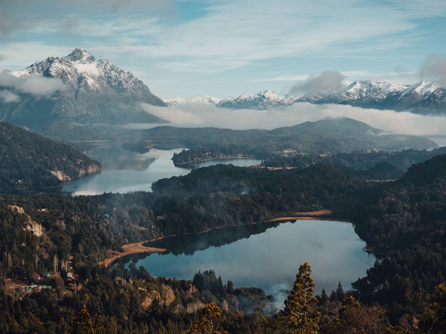 ¿Qué es el bosque andino?