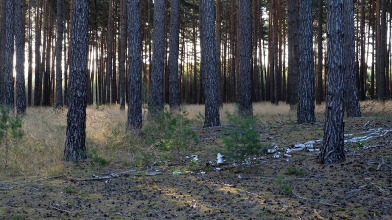 ¿Qué es el bosque de coníferas?
