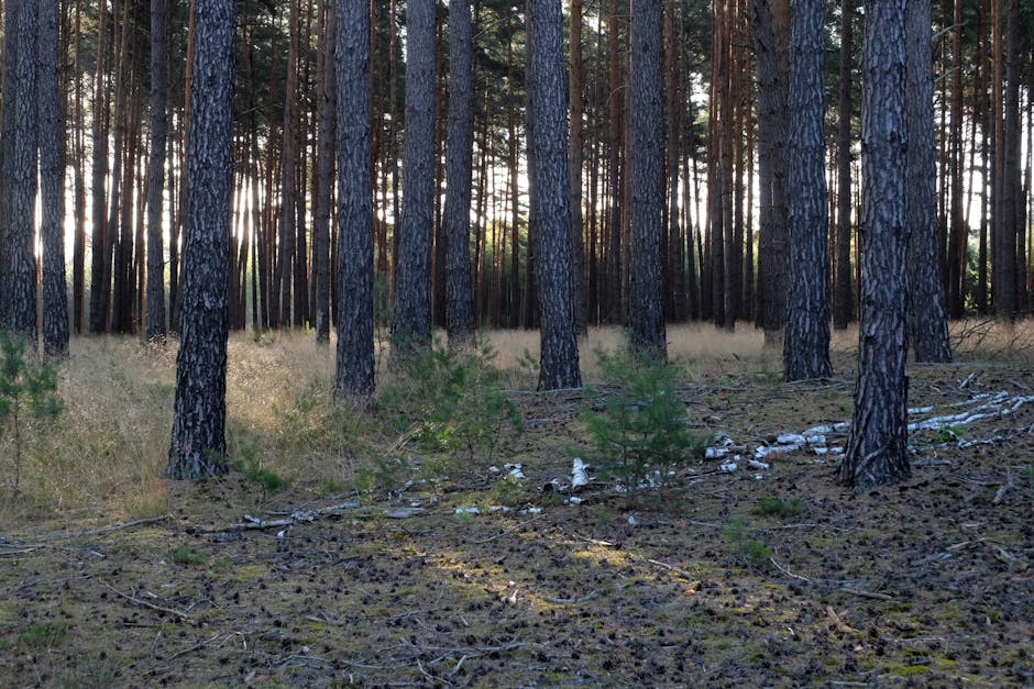¿Qué es el bosque de coníferas?