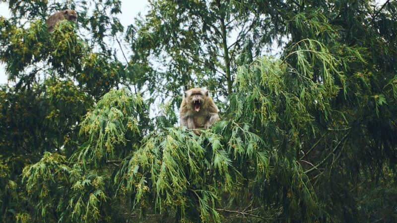 ¿Qué es el valor ecológico?