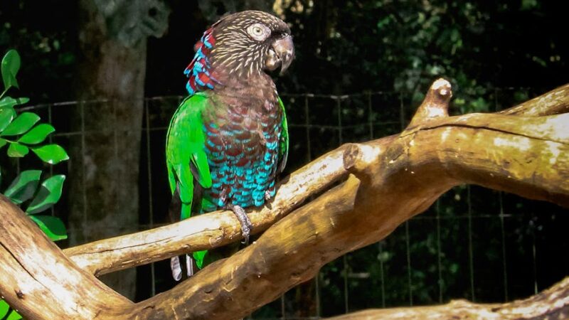 ¿Qué es la biorregión neotropical?