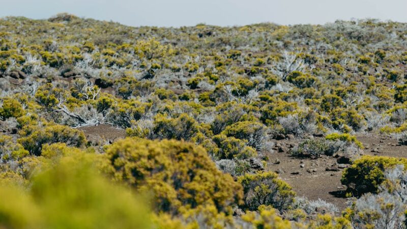 ¿Qué es la sabana de palmeras?