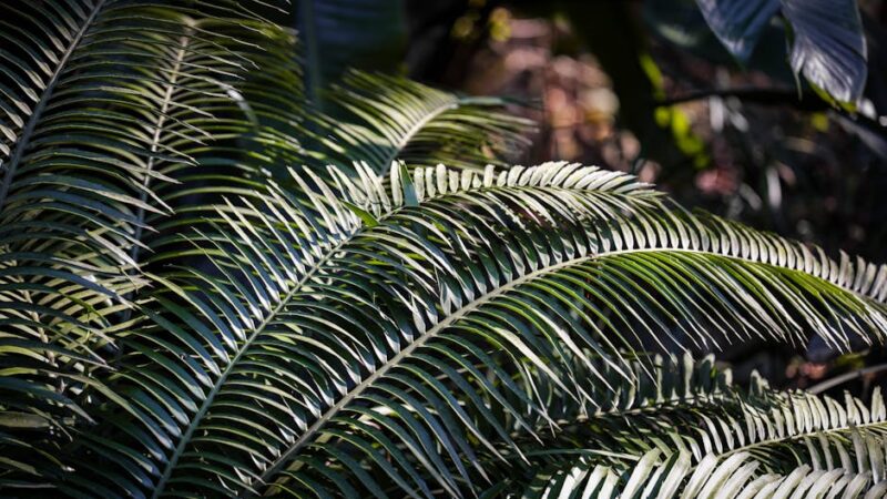 ¿Qué es la selva tropical?