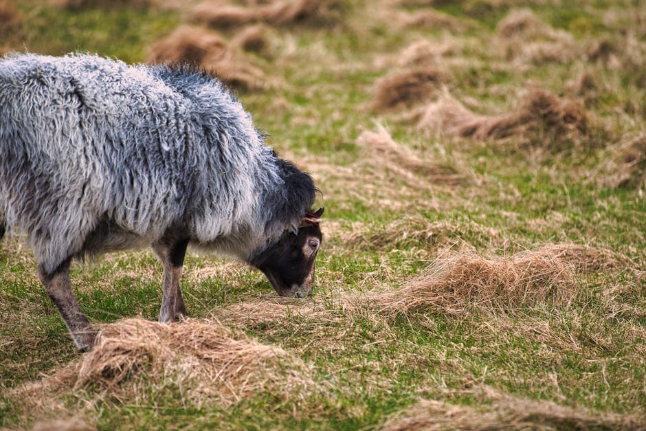 ¿Qué es un ecosistema rural?
