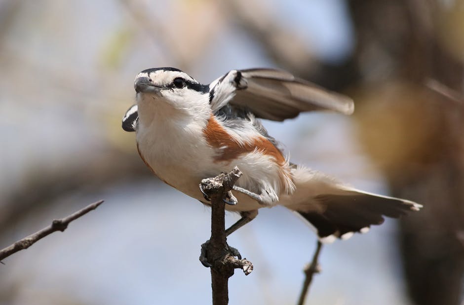 Qué podemos hacer para conservar la biodiversidad
