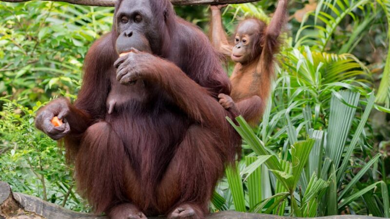 ¿Qué son los bosques húmedos tropicales?