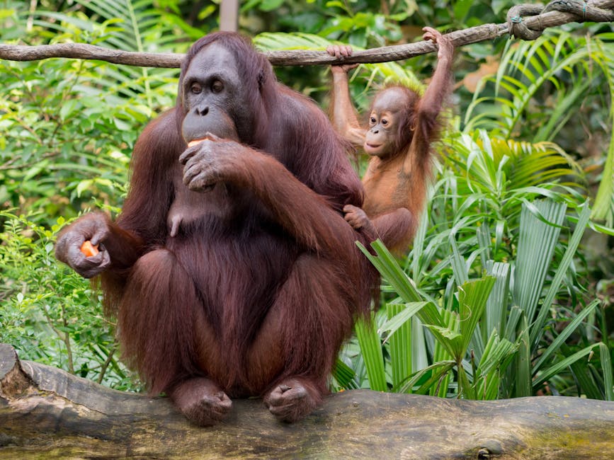 ¿Qué son los bosques húmedos tropicales?