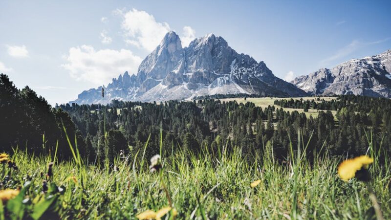 ¿Qué son los espacios forestales?