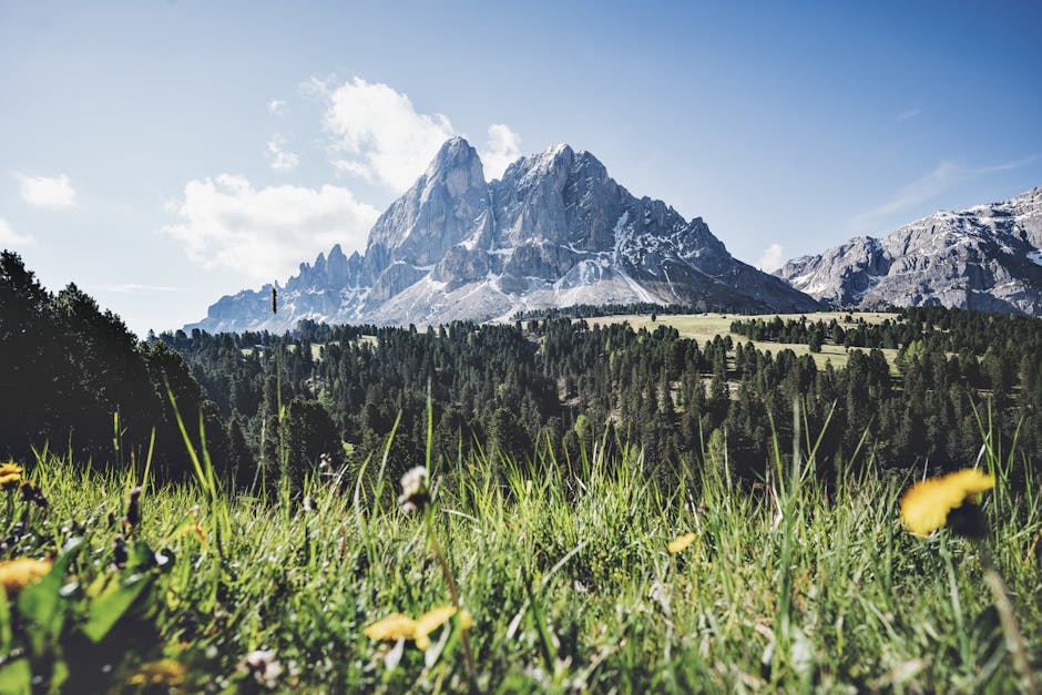 ¿Qué son los espacios forestales?