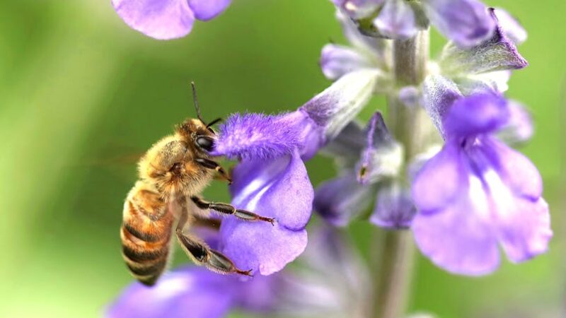 ¿Qué son los microecosistemas y los macroecosistemas?