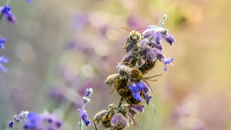 ¿Qué son los niveles de organización ecológica?