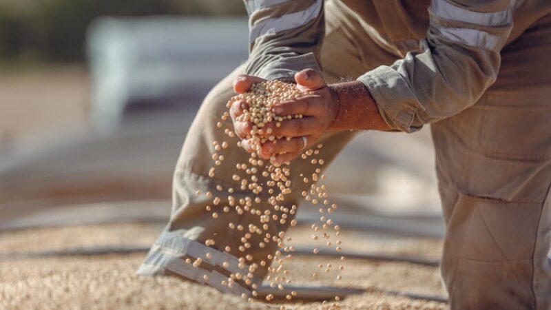 ¿Qué son los sectores de producción?