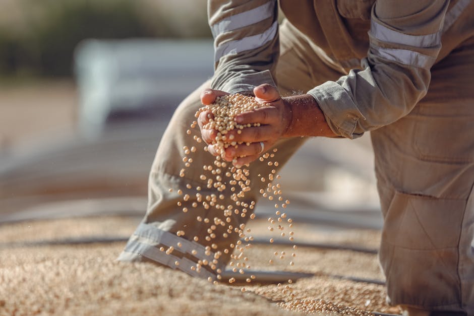 ¿Qué son los sectores de producción?
