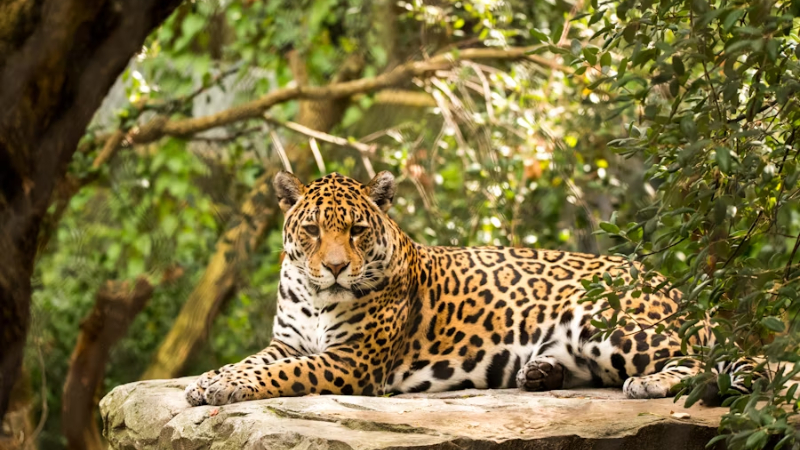 Significado de la Danza del Jaguar